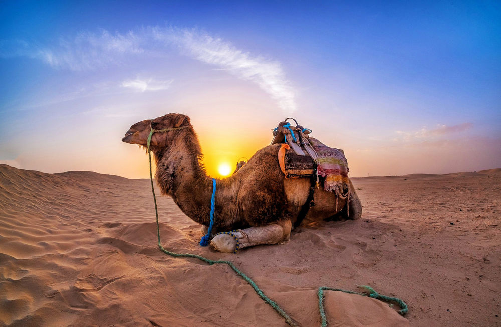 Обои для рабочего стола Верблюд лежит на песке в пустыне на фоне закатного неба