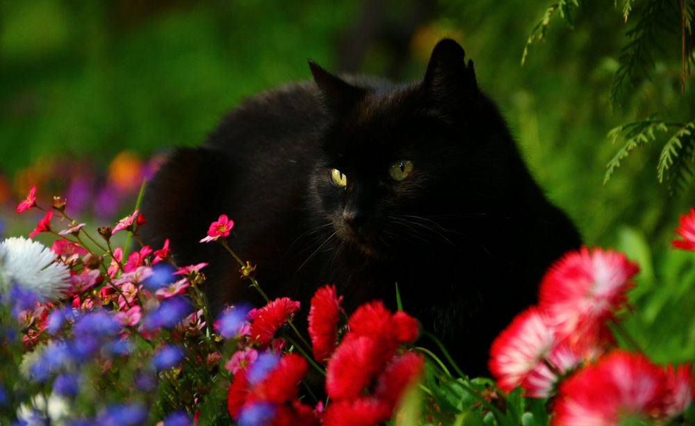 Обои для рабочего стола Черная кошка лежит у красных цветов