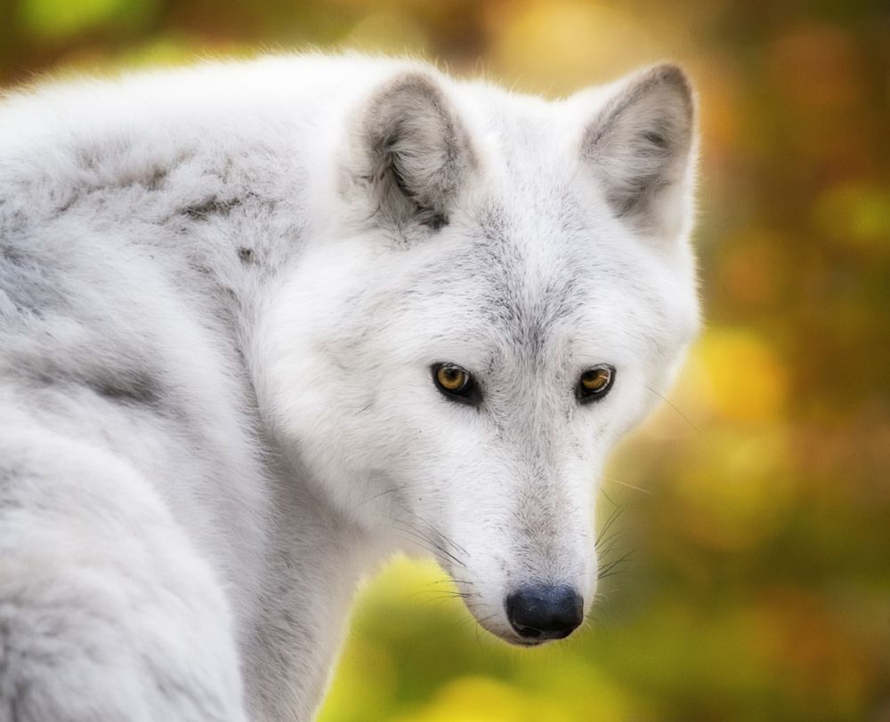 Обои для рабочего стола Белый волк обернулся, фотограф Eduard Moldoveanu