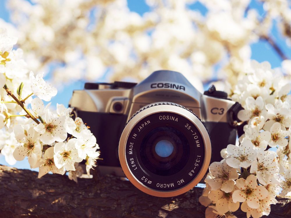 Обои для рабочего стола Фотоаппарат Cosina лежит на ветке цветущей вишни (Lens Made in Japan, 35-70mm, 1:3. 5-4. 8, MC Macro 52)