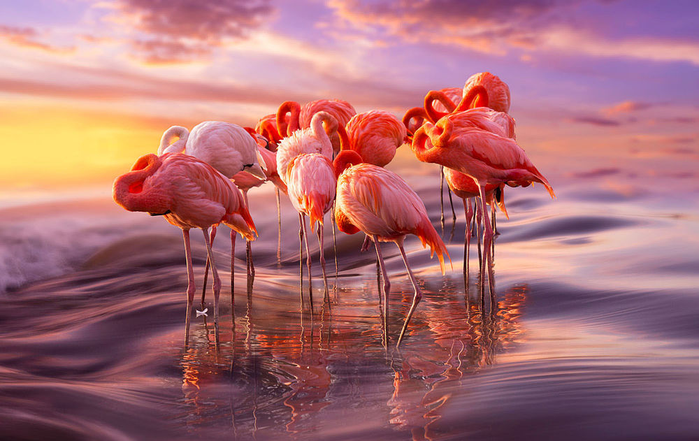 Обои для рабочего стола Розовые фламинго стоят в воде на закате