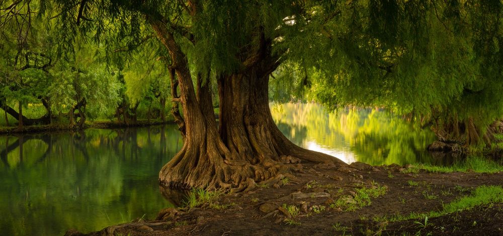 Обои для рабочего стола Огромное дерево у водоема, Parque Nacional Lago de Camecuaro, Michoacаn Mеxico / Национальный парк Лаго-де-Camecuaro, Мичоакан Mеxico, фотограф Rodrigo Godinez