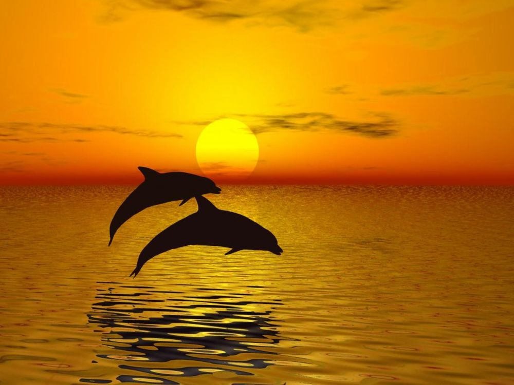 Обои для рабочего стола Два дельфина выпрыгнули из моря на фоне заката