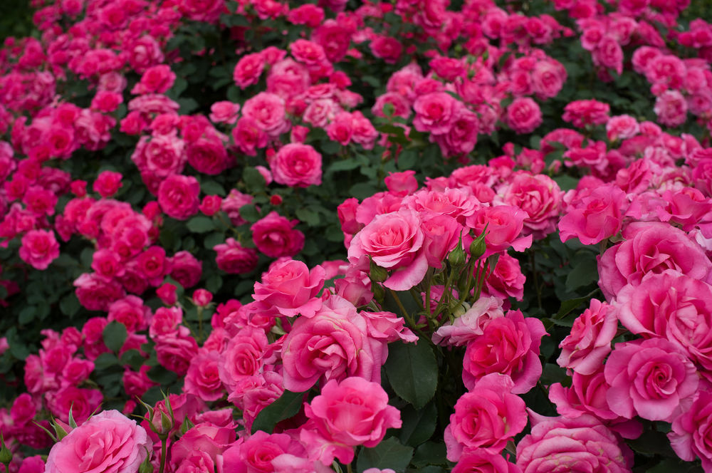Розовая роза обои на рабочий стол