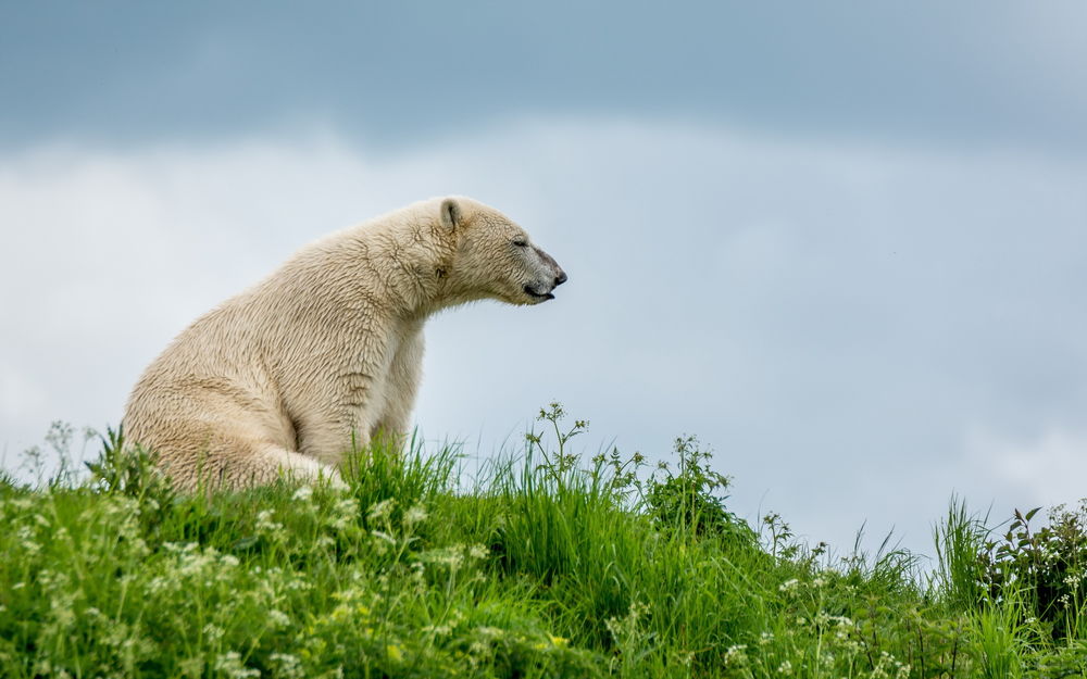 Обои для рабочего стола Белый медведь сидит на зеленой траве