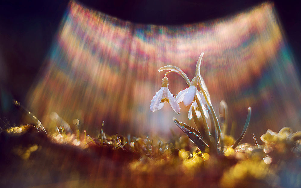 Обои для рабочего стола Цветы подснежника в радужном потоке солнечных лучей, фотограф Синкальський Тарас