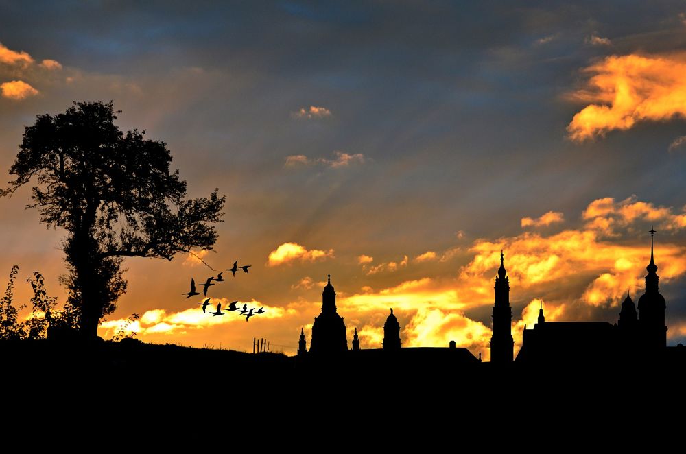 Обои для рабочего стола Силуэты одинокого дерева, летящих птиц и городских зданий на фоне заката солнца