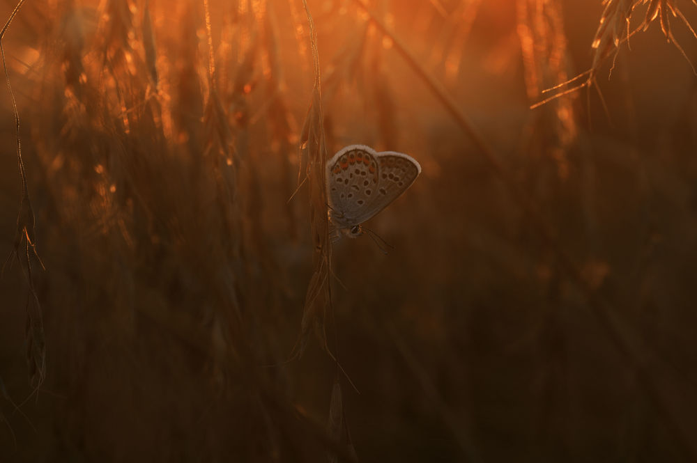 Обои для рабочего стола Бабочка в траве на закате, фотограф Валерий Черняк