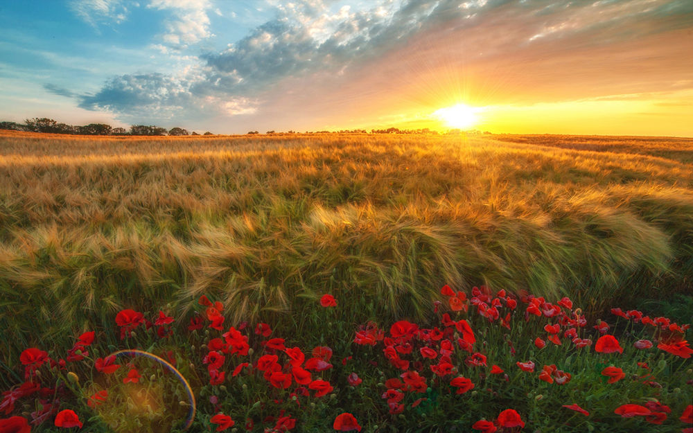 Обои для рабочего стола Красные маки на краю желтого пшеничного поля в свете закатного солнца, фотограф Алексей Дранговский