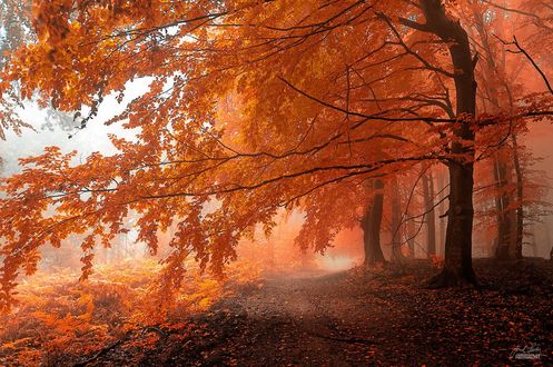 Обои на рабочий стол Тропа в осеннем лесу, фотограф Janek Sedlar / Янек Седлар