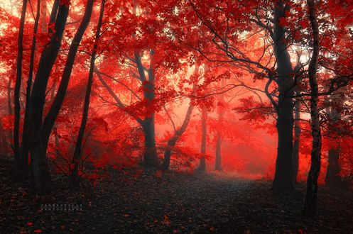 Обои на рабочий стол Лесная тропа в багряных красках осени, фотограф Janek Sedlar / Янек Седлар