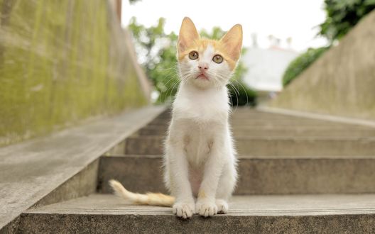 Обои на рабочий стол Милый бело-рыжий котенок сидит на ступеньках