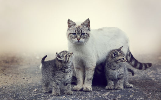 Обои на рабочий стол Кошка с котятами