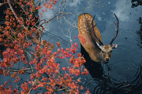 Обои на рабочий стол Работа deer in Nara Japan / олени в Нара, Япония, олень стоит в воде, фотограф PK. DVD