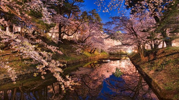 Обои на рабочий стол Цветущая сакура вдоль реки, Hirosaki, Japan
