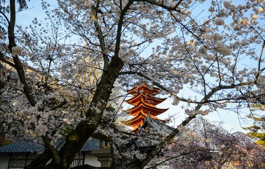 Обои на рабочий стол Пятиярусная пагода буддийского храма Senso-ji среди цветущей сакуры, Tokyo, Япония / Japan