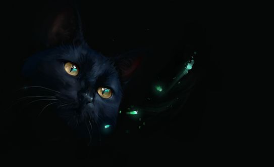 Обои на рабочий стол Черная кошка смотрит на зеленые огоньки, by SalamanDra-S