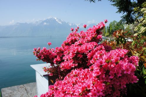 Обои на рабочий стол Женева / Geneve, Switzerland / Швейцария, цветы на переднем плане, на заднем плане Альпы и Женевское озероhttp://ru. wallpapers-fenix. eu / Beautiful-pictures / 100 / 14796/