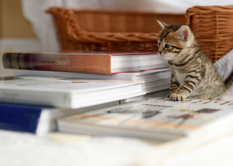 Обои на рабочий стол Маленький котенок среди книг