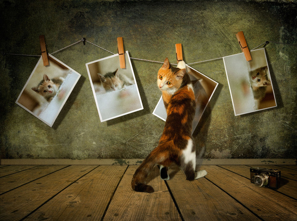 Обои для рабочего стола Рыжий кот развешивает свои фотографии на веревке, фотограф Svetlana Melik-Nubarova