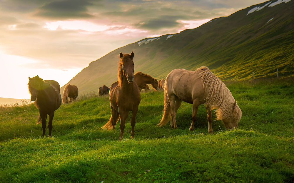 Обои для рабочего стола Исландия, лошади пасутся на лугу в горах