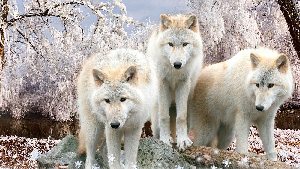 Обои для рабочего стола Белые волки стоят на берегу реки