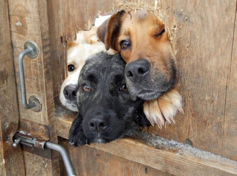 Обои для рабочего стола Три собаки, желая поприветствовать хозяев, заглядывают через дыру в деревянной двери