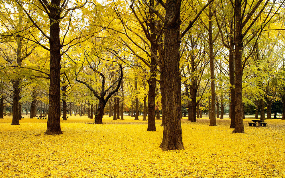 Обои для рабочего стола Парк усыпанный желтыми листьями
