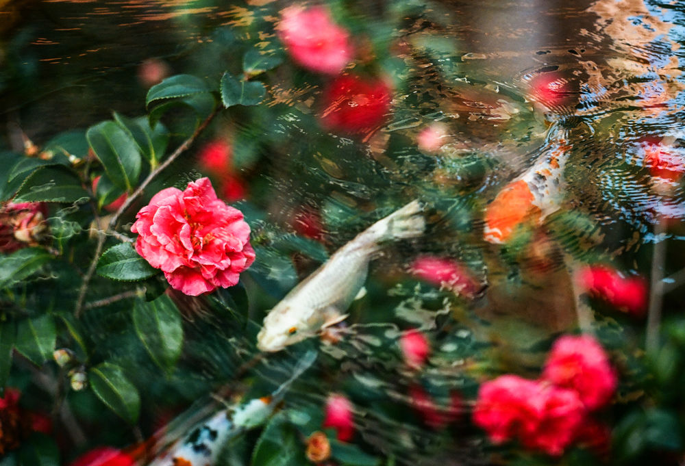 Обои для рабочего стола Рыбы в воде с цветами, by Hayden Williams