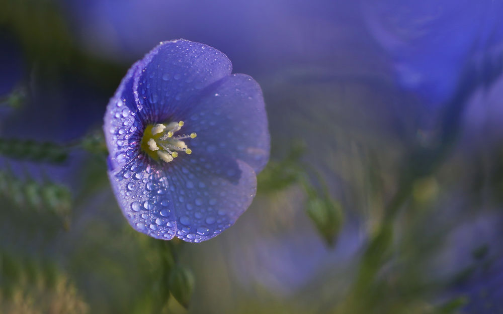 Обои для рабочего стола Маленький синий цветочек в каплях росы, крупным планом, на размытом сине-зеленом фоне, фотограф Володя Демидчик