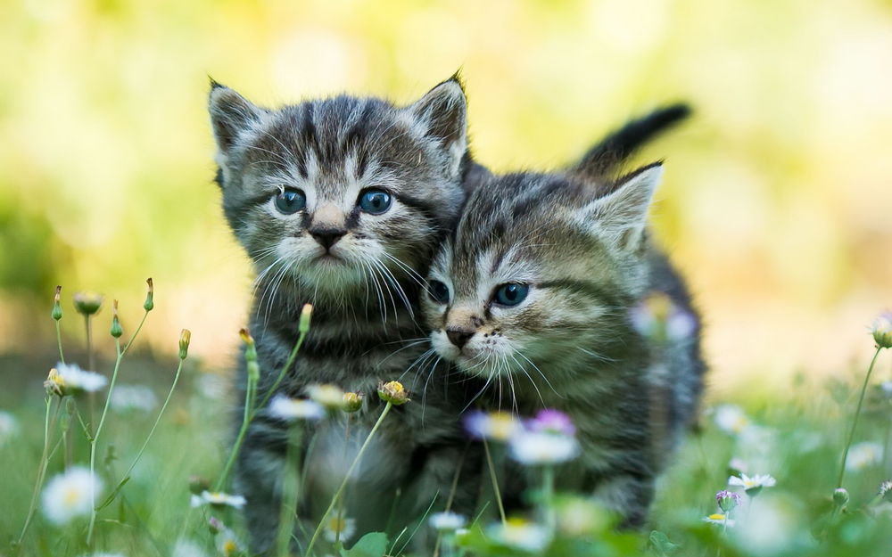 Обои для рабочего стола Полосатые котята стоят в траве среди ромашек
