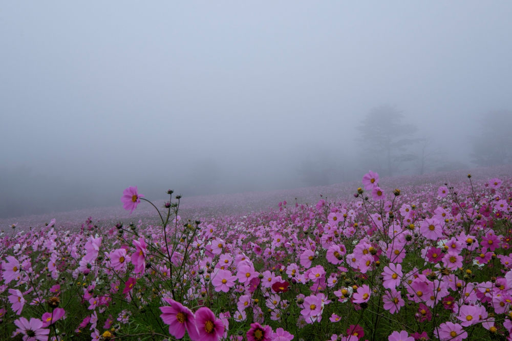 Обои для рабочего стола Поле розовой космеи под густым туманом, фотограф Hiroaki Kamoshita