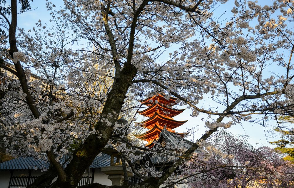 Обои для рабочего стола Пятиярусная пагода буддийского храма Senso-ji среди цветущей сакуры, Tokyo, Япония / Japan