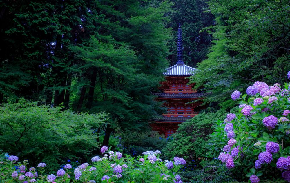 Обои для рабочего стола Красная пагода среди деревьев и кустов сиреневой гортензии, Kyoto, Япония / Japan