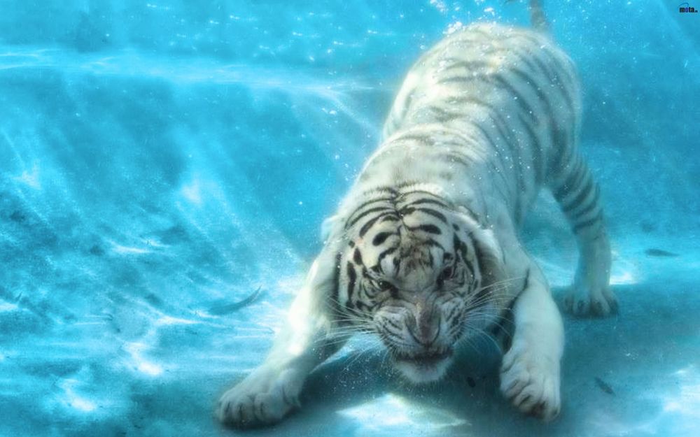 Обои для рабочего стола Белый тигр под водой