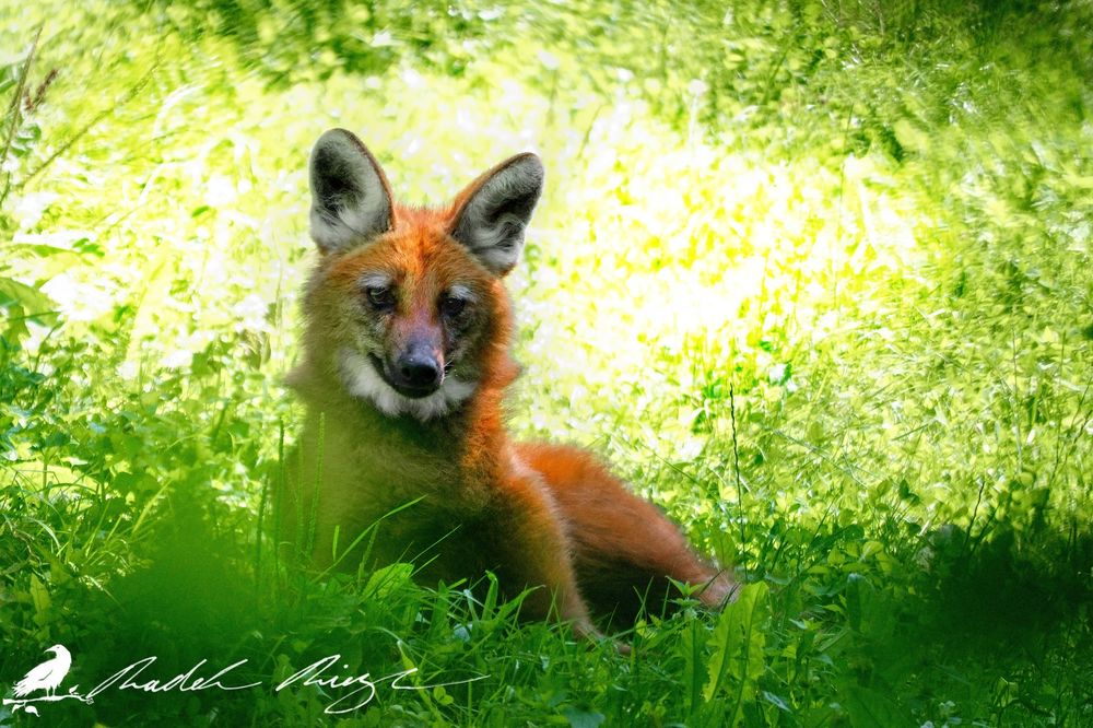 Обои для рабочего стола Работа I am wolf, no fox / Я не являюсь волком, не лисой, by PhotoDragonBird