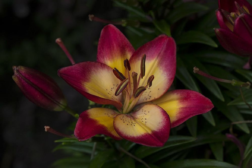 Обои для рабочего стола Розовая с желтой сердцевиной лилия с бутонами, фотограф Vronja Photon