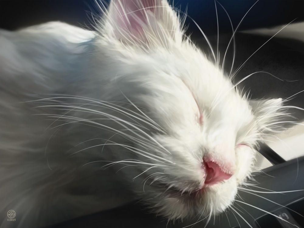 Обои для рабочего стола Спящий белый кот, by Catherine Steuer