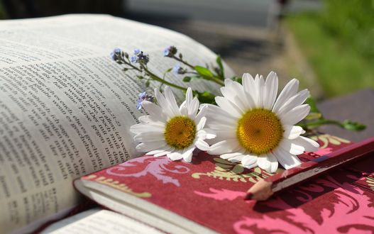 Обои на рабочий стол Ромашки и карандаш на открытой книге