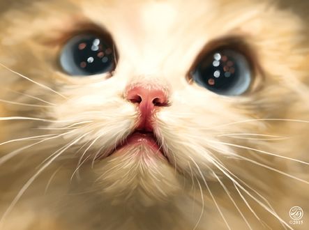 Обои на рабочий стол Мордочка котенка с голубыми глазами, by Catherine Steuer