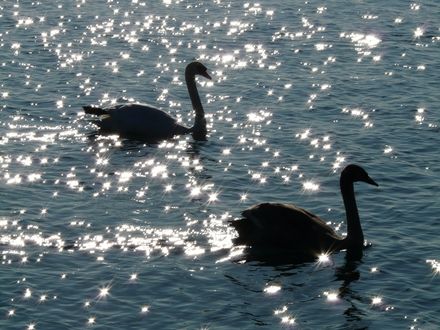 Обои на рабочий стол Пара черных лебедей на бликующей воде