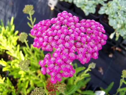 Обои на рабочий стол Красивый куст цветов Achillea Розовый