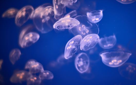 Обои на рабочий стол Сиреневые медузы под водой