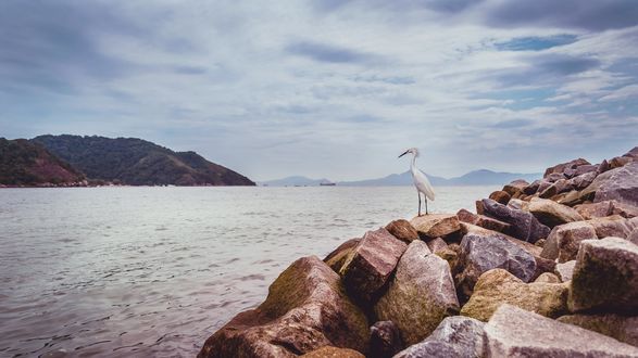 Обои на рабочий стол Пеликан стоит на камнях у моря и смотрит вдаль