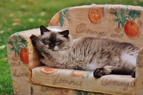 Обои на рабочий стол Сиамская кошка лежит на диване на размытом фоне, by Alexandra