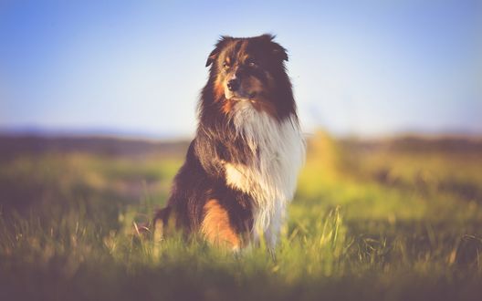 Обои на рабочий стол Пес породы australian shepherd / Австралийская овчарка сидит в поле