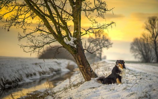 Обои на рабочий стол Пес породы australian shepherd / Австралийская овчарка сидит на снегу на берегу реки