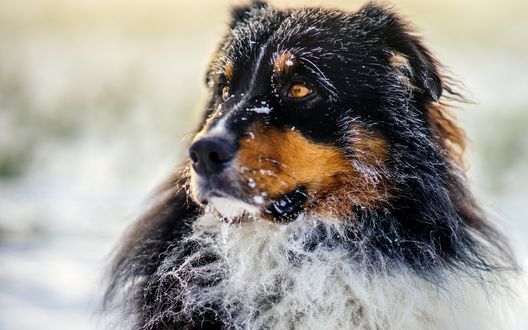 Обои на рабочий стол Портрет пса породы australian shepherd / Австралийская овчарка, шерсть которого покрыта инеем