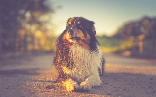 Обои на рабочий стол Пес породы australian shepherd / Австралийская овчарка лежит на земле, в свете заката