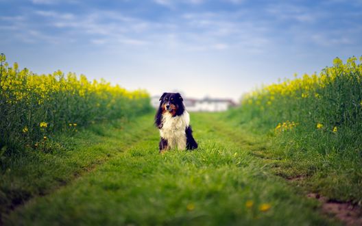 Обои на рабочий стол Пес породы australian shepherd / Австралийская овчарка сидит на дороге, проходящей сквозь поле с желтыми цветами